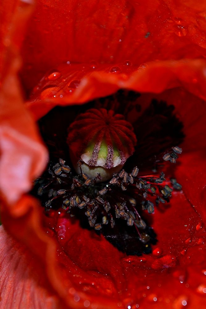 Mohn by Jeannette Michalski 