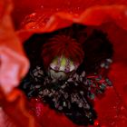 Mohn