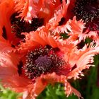 Mohn