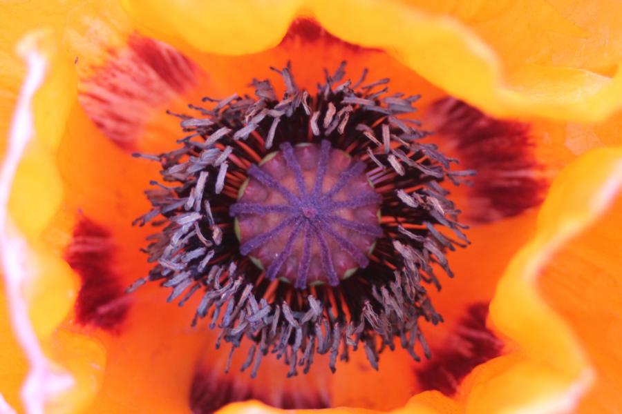 Mohn