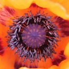 Mohn