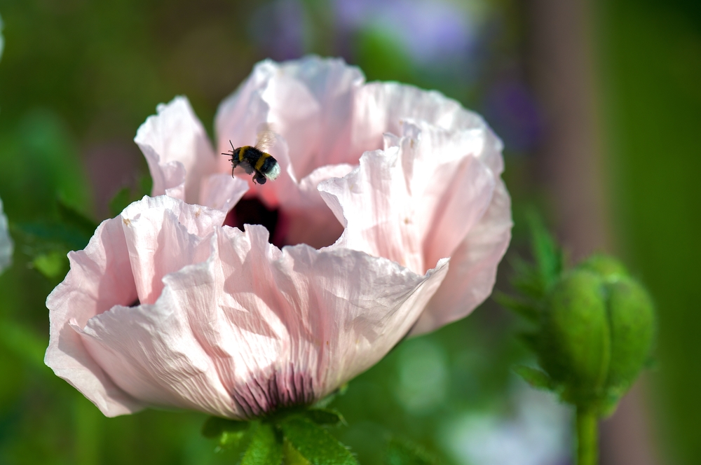 Mohn