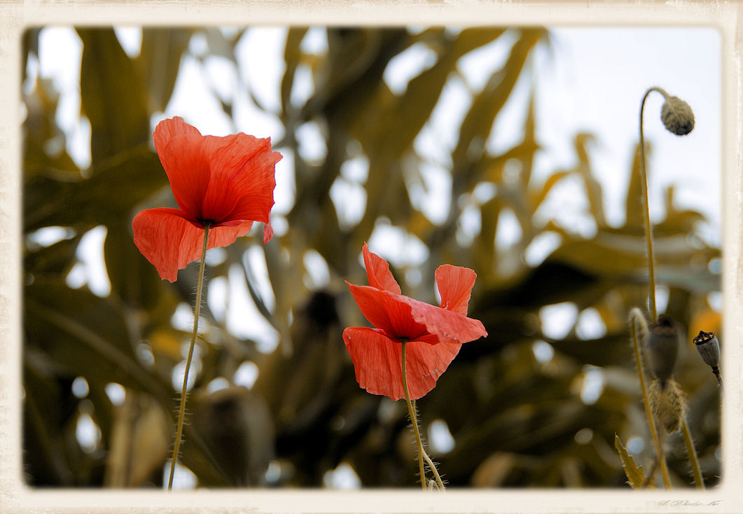 ~ Mohn ~