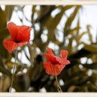 ~ Mohn ~