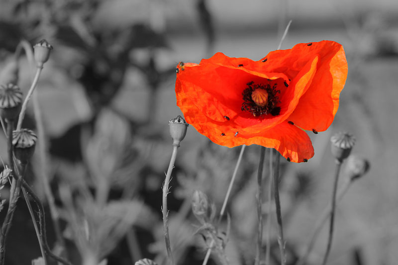 Mohn