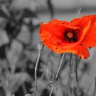 Mohn