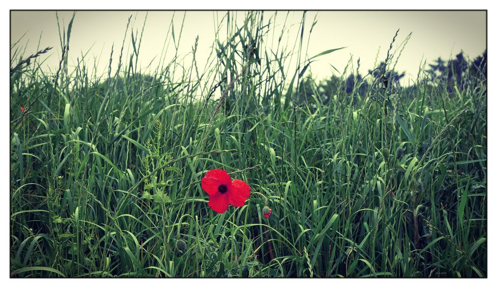 Mohn