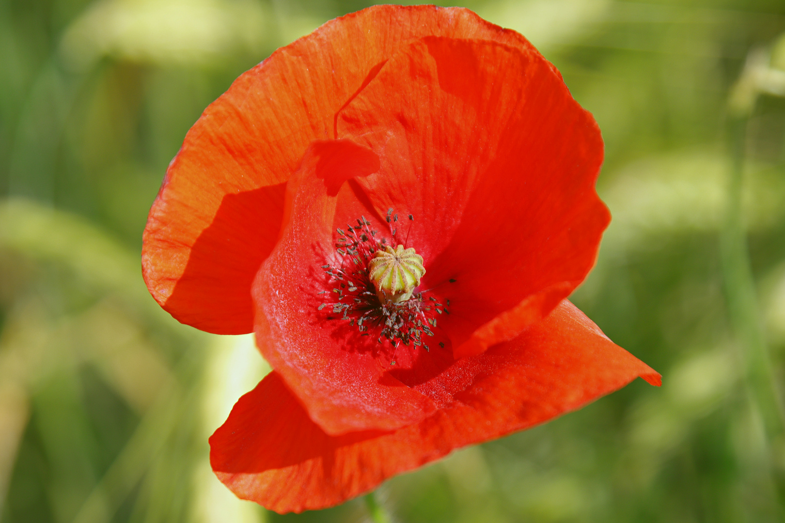 Mohn