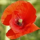 Mohn