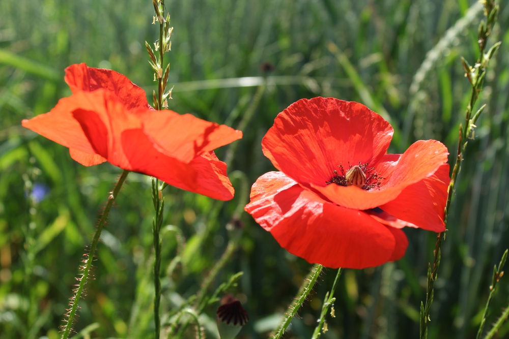 Mohn   