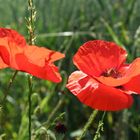 Mohn   