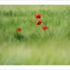 Mohn