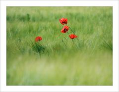 Mohn