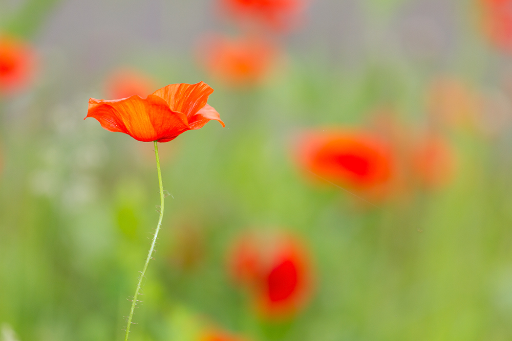 Mohn