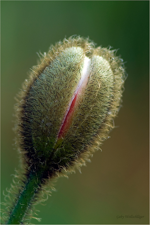 Mohn...