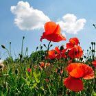 Mohn