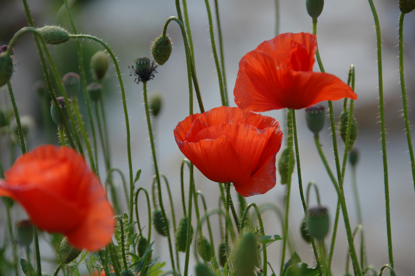 Mohn