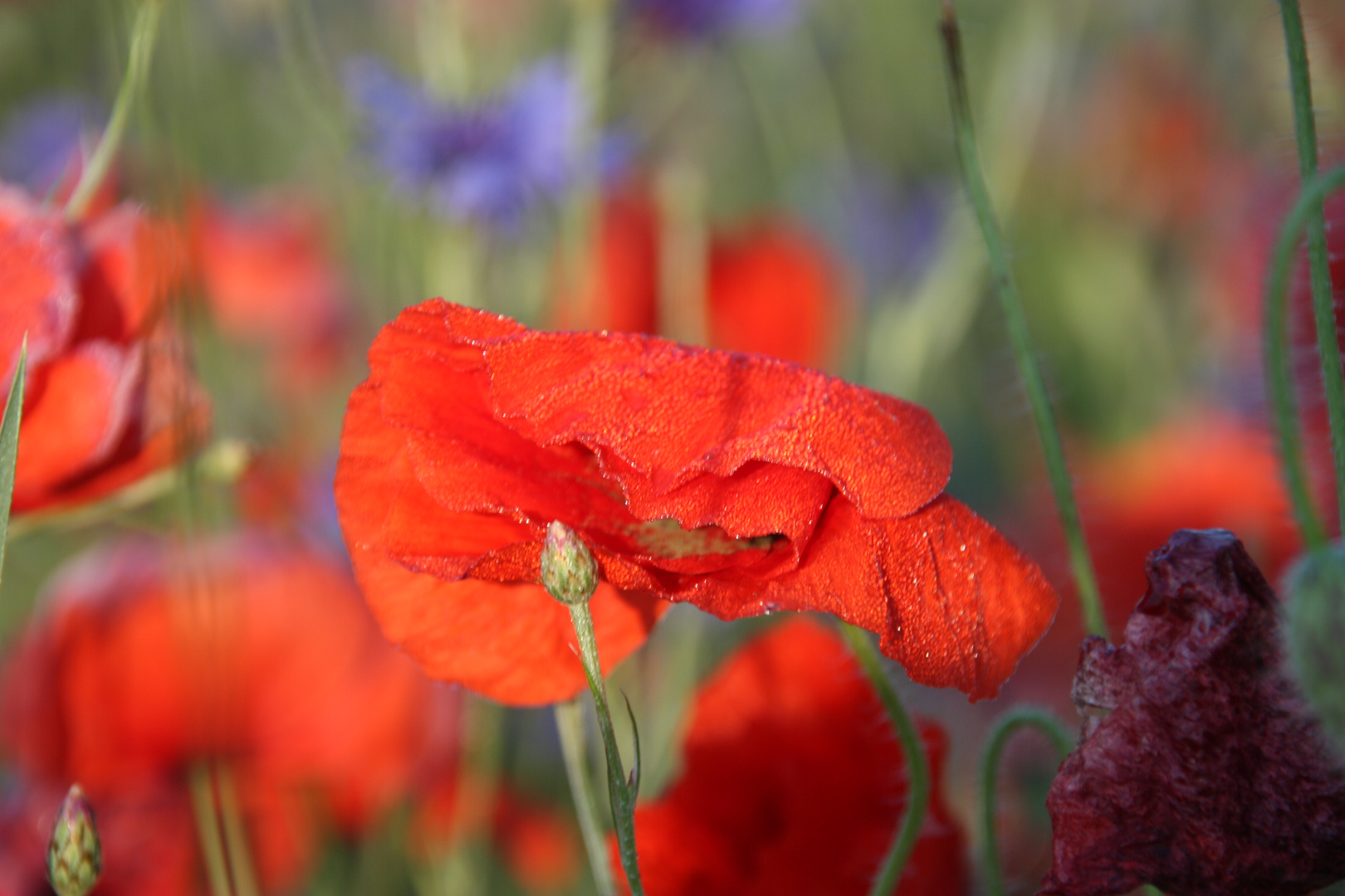 Mohn