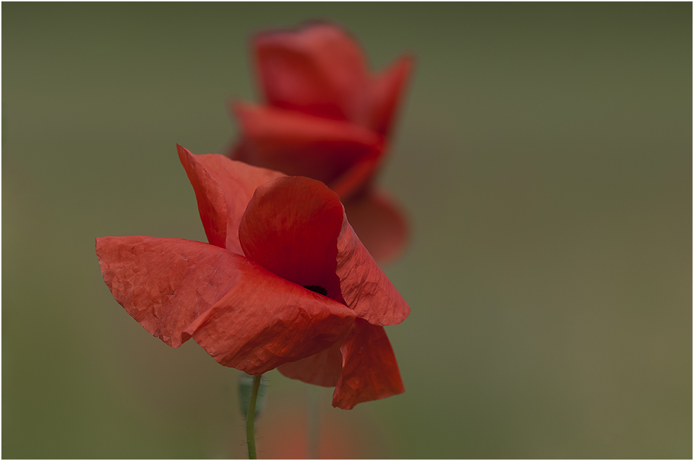 Mohn