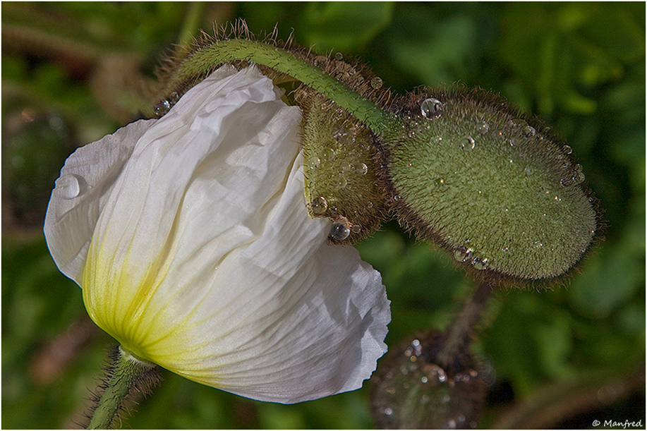 Mohn