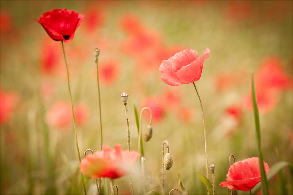 Mohn