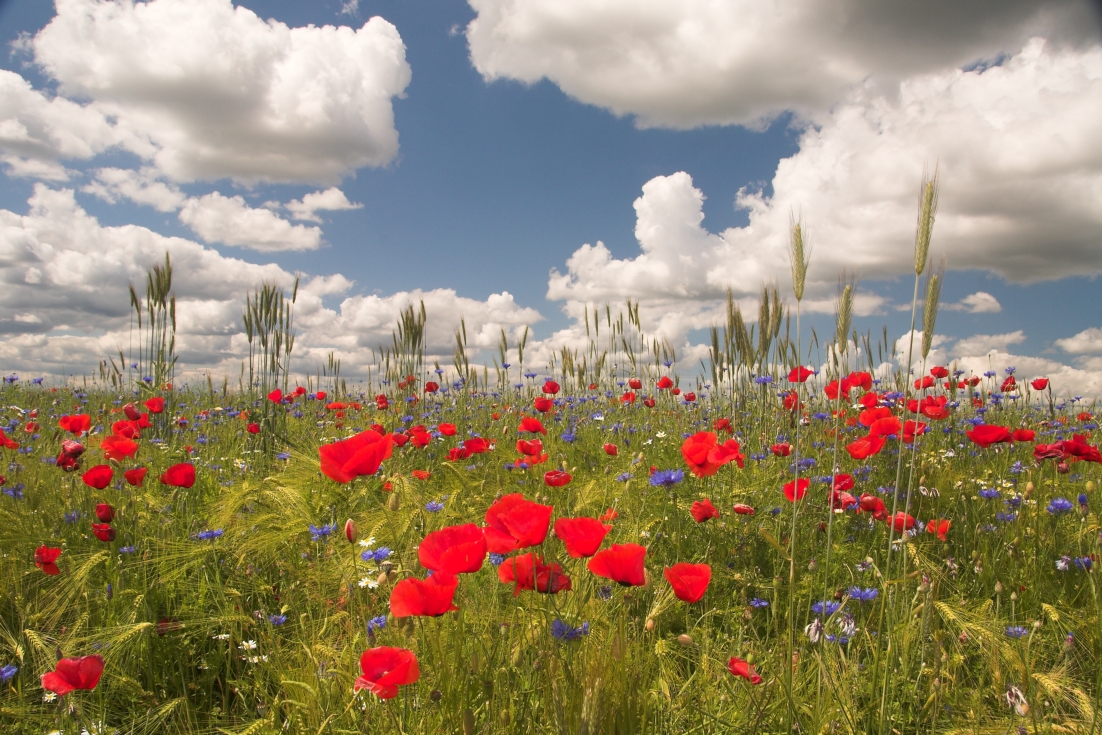 Mohn