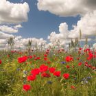 Mohn