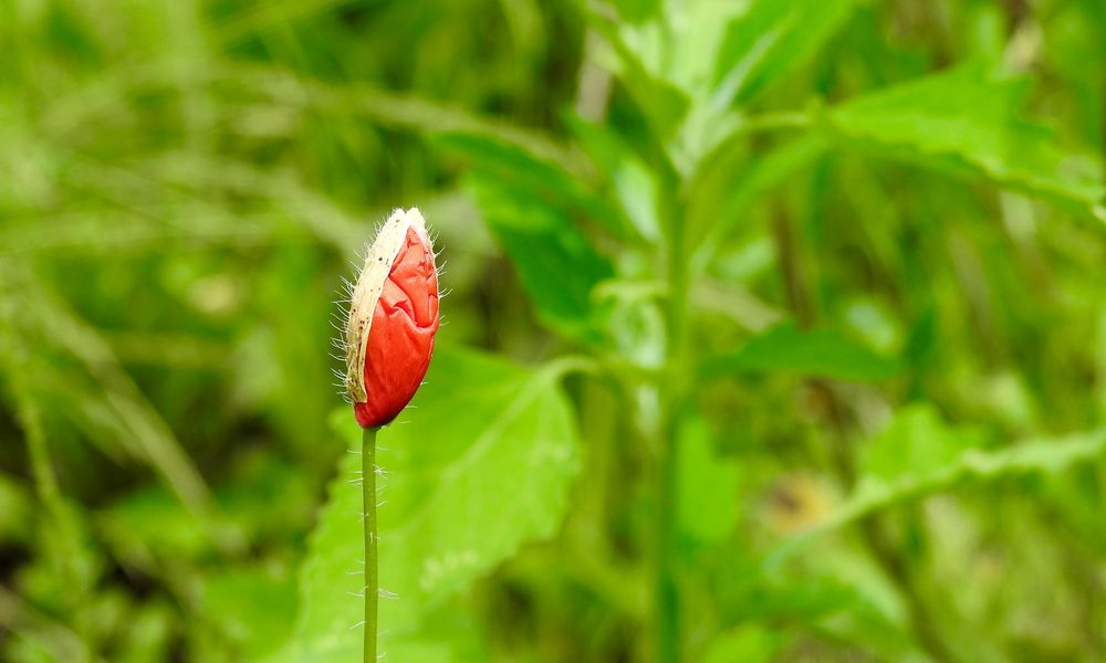 Mohn..