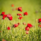 Mohn