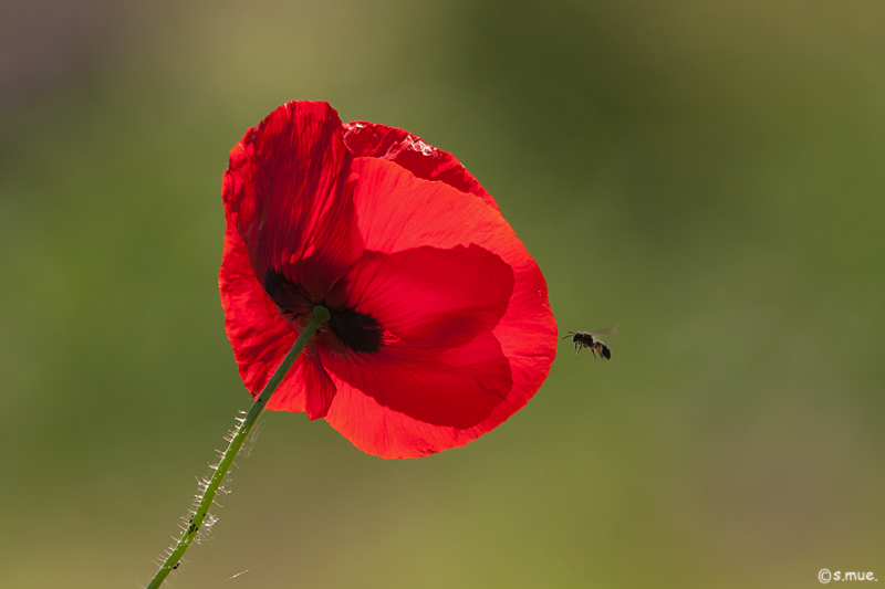 Mohn...