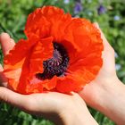 Mohn