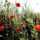 Mohn