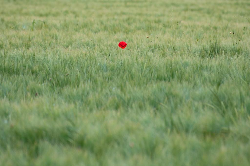 Mohn