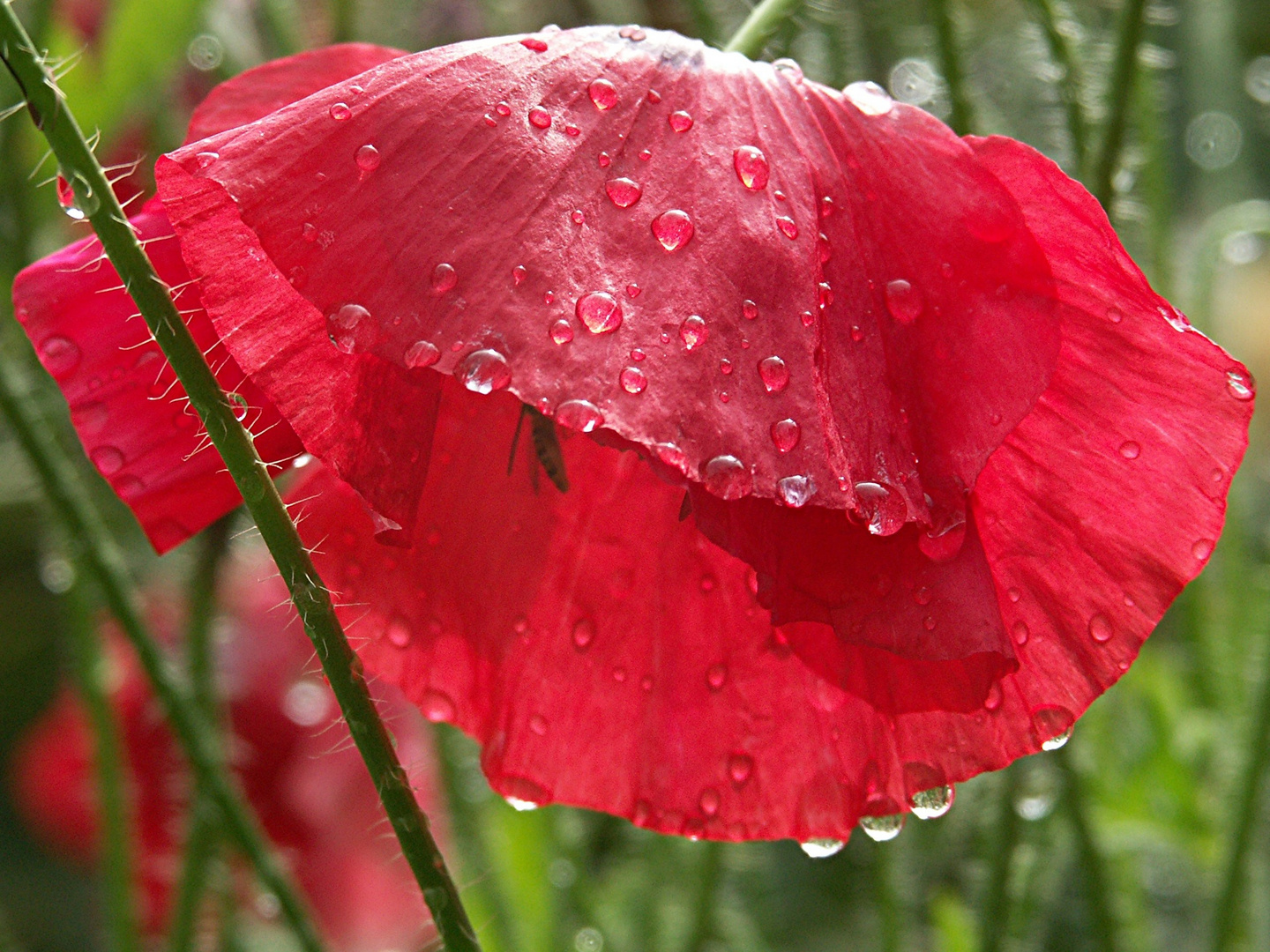 Mohn