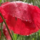 Mohn