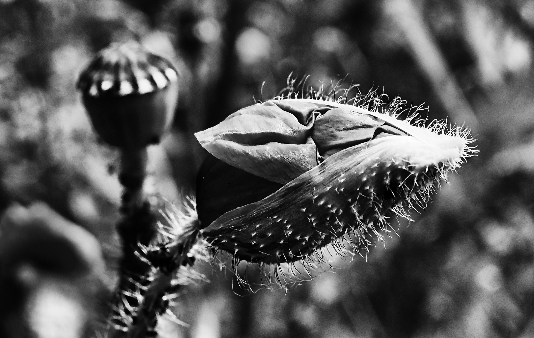 mohn ...