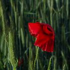 Mohn