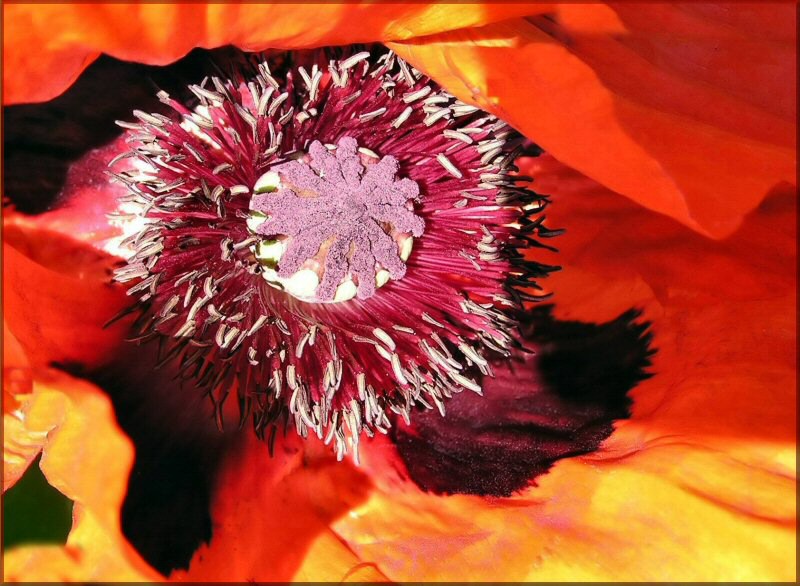 Mohn