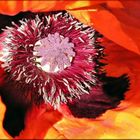 Mohn