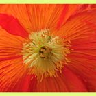 Mohn