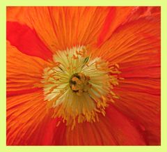 Mohn