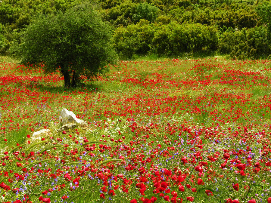 Mohn