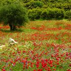 Mohn