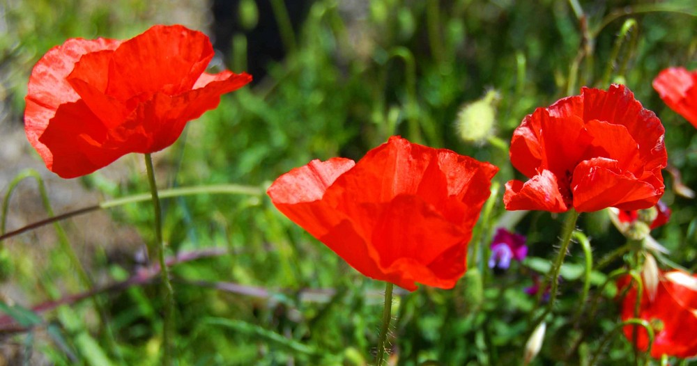 Mohn