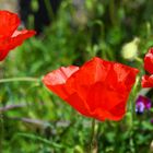 Mohn