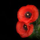 Mohn