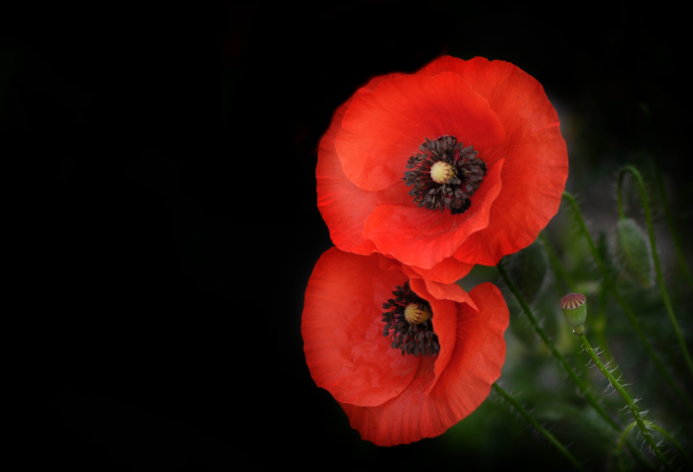 Mohn