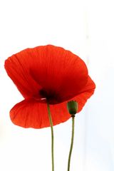 "Mohn"