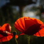 Mohn