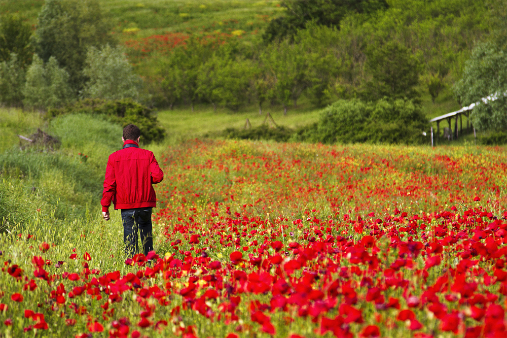 Mohn